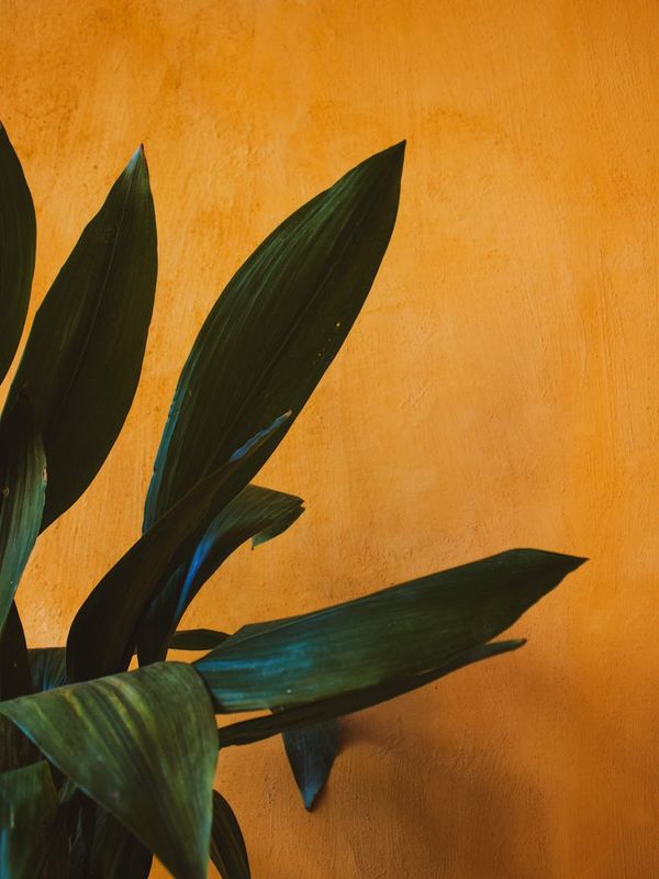Minimalist green leaves and orange background representing natural ingredients